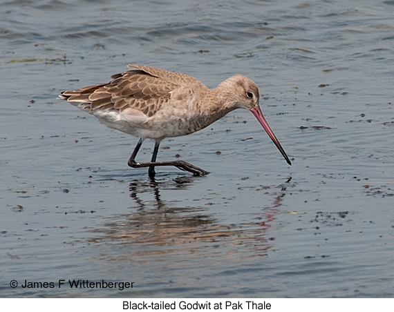 Black-tailed Godwit - © James F Wittenberger and Exotic Birding LLC