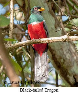 Black-tailed Trogon - © Laura L Fellows and Exotic Birding LLC