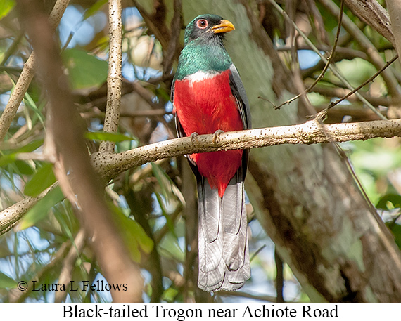 Black-tailed Trogon - © Laura L Fellows and Exotic Birding LLC