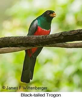 Black-tailed Trogon - © James F Wittenberger and Exotic Birding LLC