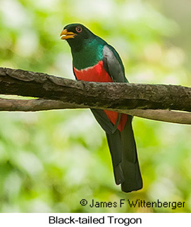 Black-tailed Trogon - © James F Wittenberger and Exotic Birding LLC