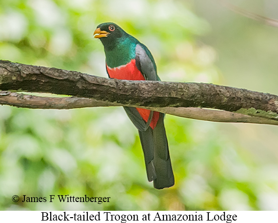 Black-tailed Trogon - &copy; James F Wittenberger and Exotic Birding LLC