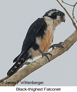 Black-thighed Falconet - © James F Wittenberger and Exotic Birding LLC