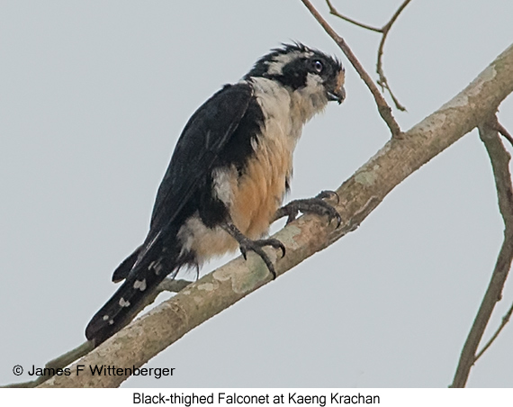 Black-thighed Falconet - © James F Wittenberger and Exotic Birding LLC