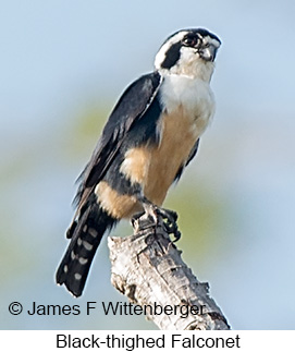 Black-thighed Falconet - © James F Wittenberger and Exotic Birding LLC Black-thighed Falconet - © James F Wittenberger and Exotic Birding LLC