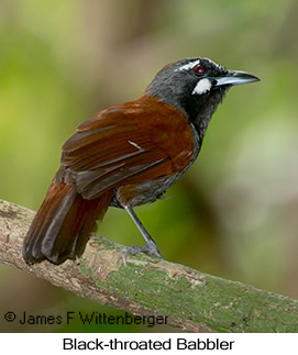 Black-throated Babbler - © James F Wittenberger and Exotic Birding LLC