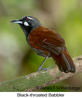 Black-throated Babbler - © James F Wittenberger and Exotic Birding LLC