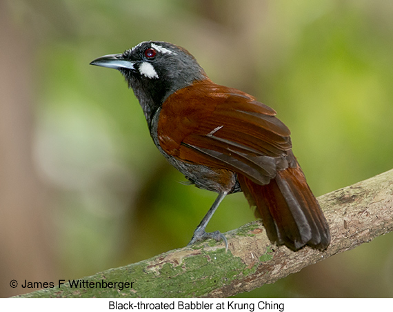 Black-throated Babbler - © James F Wittenberger and Exotic Birding LLC