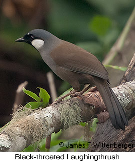 Black-throated Laughingthrush - © James F Wittenberger and Exotic Birding LLC