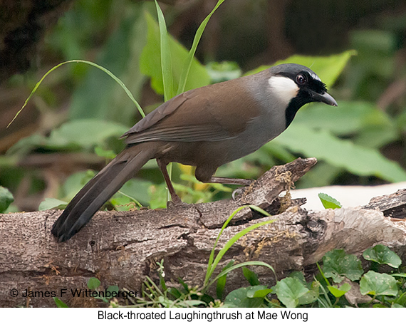 Black-throated Laughingthrush - © James F Wittenberger and Exotic Birding LLC