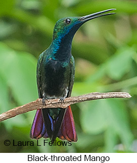 Black-throated Mango - © Laura L Fellows and Exotic Birding LLC