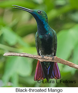 Black-throated Mango - © Laura L Fellows and Exotic Birding LLC