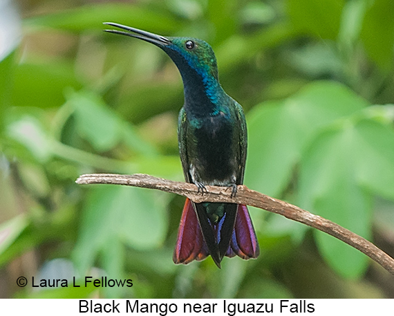 Black-throated Mango - © Laura L Fellows and Exotic Birding LLC
