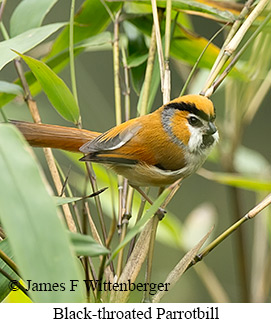 Black-throated Parrotbill - © James F Wittenberger and Exotic Birding LLC