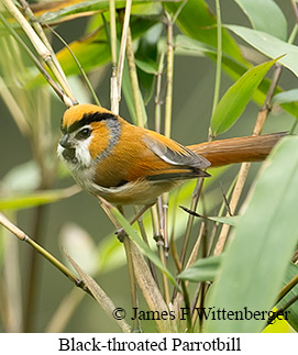Black-throated Parrotbill - © James F Wittenberger and Exotic Birding LLC