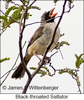 Black-throated Saltator - © James F Wittenberger and Exotic Birding LLC