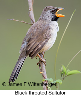 Black-throated Saltator - © James F Wittenberger and Exotic Birding LLC