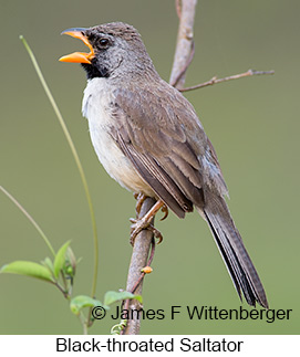 Black-throated Saltator - © James F Wittenberger and Exotic Birding LLC