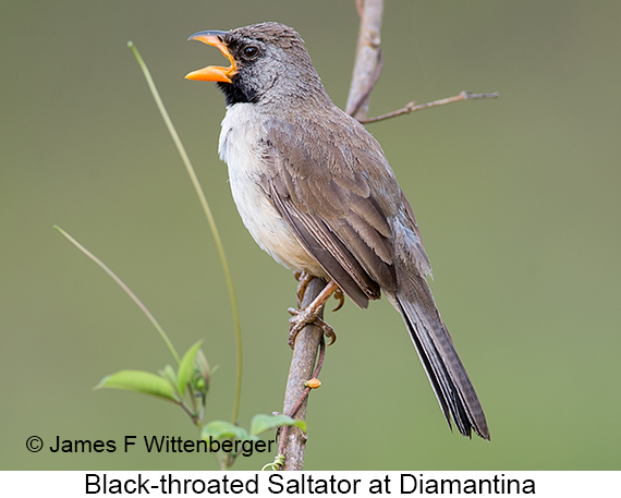 Black-throated Saltator - © James F Wittenberger and Exotic Birding LLC Black-throated Saltator - © James F Wittenberger and Exotic Birding LLC
