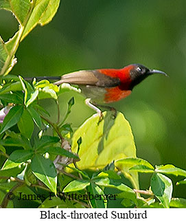 Black-throated Sunbird - © James F Wittenberger and Exotic Birding LLC Black-throated Sunbird - © James F Wittenberger and Exotic Birding LLC