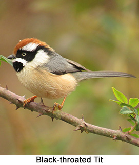 Black-throated Tit - courtesy Leio De Souza