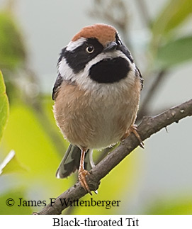 Black-throated Tit - © James F Wittenberger and Exotic Birding LLC Black-throated Tit - © James F Wittenberger and Exotic Birding LLC