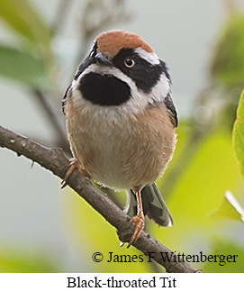 Black-throated Tit - © James F Wittenberger and Exotic Birding LLC