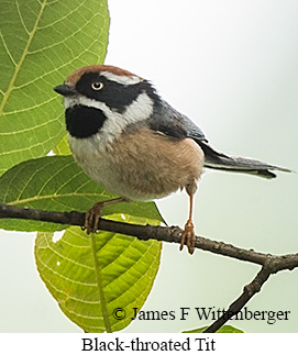 Black-throated Tit - © James F Wittenberger and Exotic Birding LLC