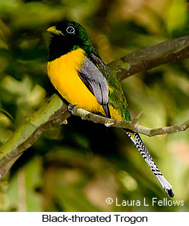 Black-throated Trogon - &copy; Laura L Fellows and Exotic Birding Tours