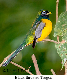 Black-throated Trogon - &copy; Laura L Fellows and Exotic Birding Tours