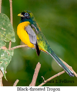 Black-throated Trogon - &copy; Laura L Fellows and Exotic Birding Tours