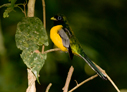 Black-throated Trogon - © Laura L Fellows and Exotic Birding LLC