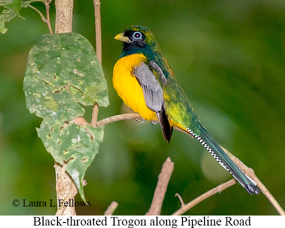 Black-throated Trogon - © Laura L Fellows and Exotic Birding LLC