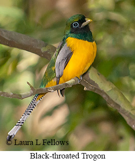 Black-throated Trogon - © Laura L Fellows and Exotic Birding LLC Black-throated Trogon - © Laura L Fellows and Exotic Birding LLC