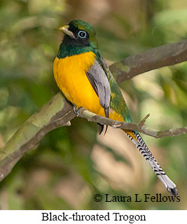 Black-throated Trogon - © Laura L Fellows and Exotic Birding LLC Black-throated Trogon - © Laura L Fellows and Exotic Birding LLC