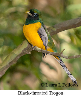 Black-throated Trogon - © Laura L Fellows and Exotic Birding LLC