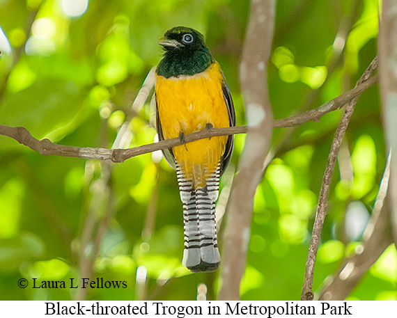 Black-throated Trogon - © Laura L Fellows and Exotic Birding LLC Black-throated Trogon - © Laura L Fellows and Exotic Birding LLC