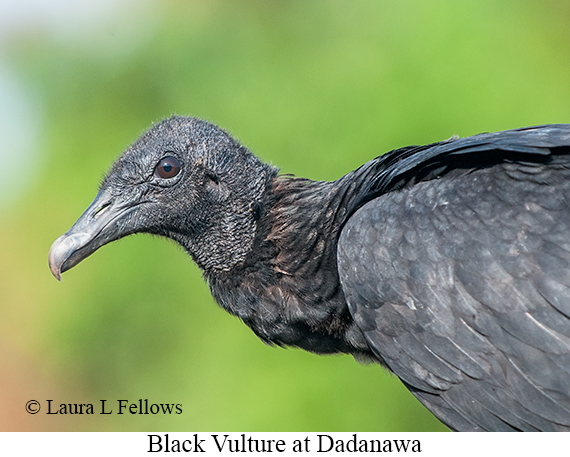 Black Vulture - © The Photographer and Exotic Birding LLC