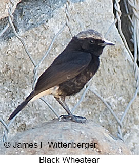 Black Wheatear - © James F Wittenberger and Exotic Birding LLC Black Wheatear - © James F Wittenberger and Exotic Birding LLC