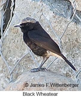 Black Wheatear - © James F Wittenberger and Exotic Birding LLC