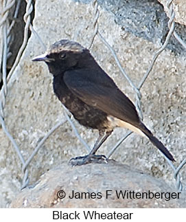 Black Wheatear - © James F Wittenberger and Exotic Birding LLC Black Wheatear - © James F Wittenberger and Exotic Birding LLC
