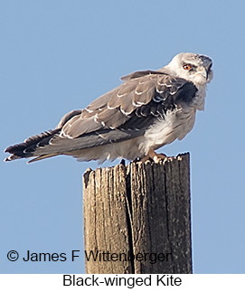 Black-winged Kite - © James F Wittenberger and Exotic Birding LLC