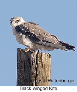 Black-winged Kite - &copy; James F Wittenberger and Exotic Birding LLC