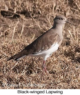 Black-winged Lapwing - © James F Wittenberger and Exotic Birding LLC