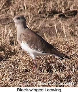 Black-winged Lapwing - © James F Wittenberger and Exotic Birding LLC Black-winged Lapwing - © James F Wittenberger and Exotic Birding LLC