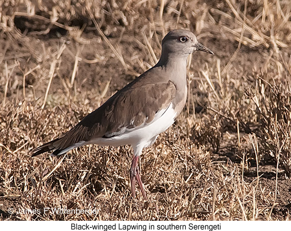 Black-winged Lapwing - © James F Wittenberger and Exotic Birding LLC