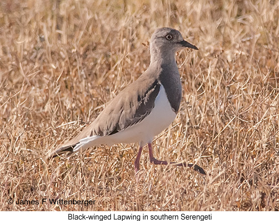 Black-winged Lapwing - © James F Wittenberger and Exotic Birding LLC