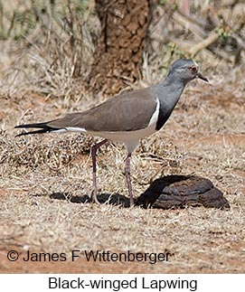Black-winged Lapwing - © James F Wittenberger and Exotic Birding LLC Black-winged Lapwing - © James F Wittenberger and Exotic Birding LLC