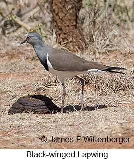 Black-winged Lapwing - © James F Wittenberger and Exotic Birding LLC