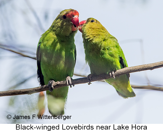 Black-winged Lovebird - © James F Wittenberger and Exotic Birding LLC